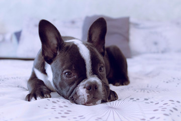 French Bulldog looking at the camera 