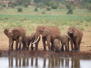 Elephants Tsavo West
