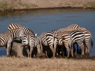 Fototapeta na wymiar Zebra by Waterhole