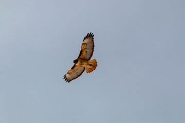 Rough Legged Hawk Soaring Above the Rockies