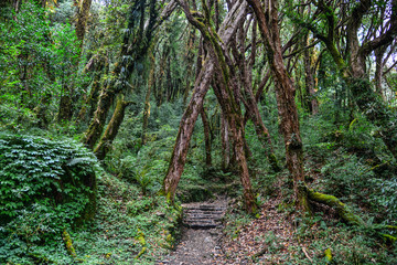 Fototapeta na wymiar Hiking trail in green summer forest