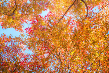 Background leaf and tree in Autum season at Japan