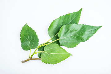Mulberry mulberry leaves on white background