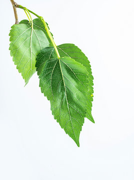 Mulberry mulberry leaves on white background