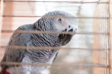 An African Grey cage Yaco (Psittacus erithacus)