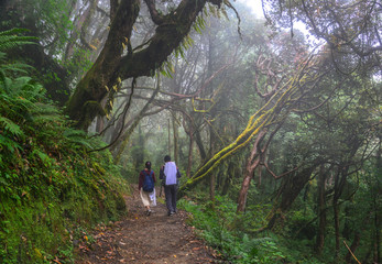 People trekking in a forest