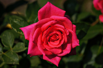 red rose in the garden