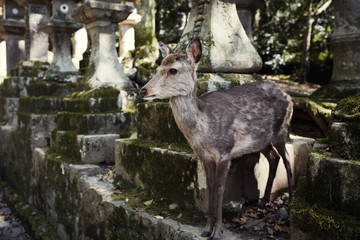 Sacred deer roaming through stone monuments in the city of Nara, Japan 