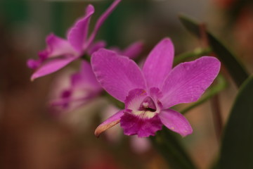 Orquídea