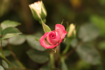 Rosa
