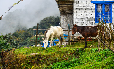Mules at mountain village at base camp path