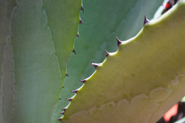 Agave close up