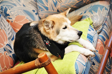 Husky Mix Dog Laying on an Old Couch