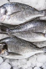 fresh raw dorado fish on ice