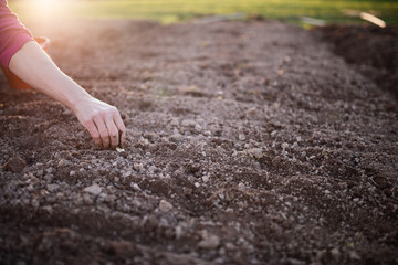planting in the garden
