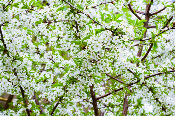 Blossoming white flowers of a cherry tree on a spring morning. Colorful background of spring cherry tree branch.