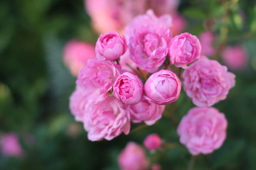 Rose pink Flower Blumen