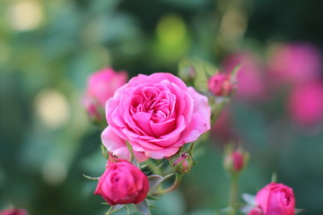 Rose pink Flower Blumen
