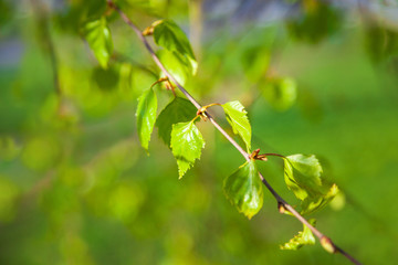 Naklejka na ściany i meble Green young leaves on birch tree branches. Back lighting close-up morning scene. Colorful background of spring birch tree leaves.