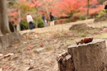 秋とどんぐり
