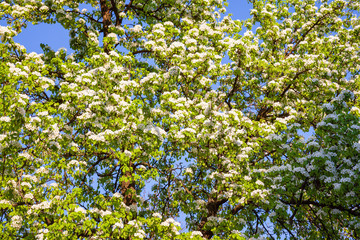 White early flowers. Spring flowering of fruit trees of cherry and plum in the garden and the background of blue sky.