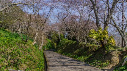 春の館山城跡の風景