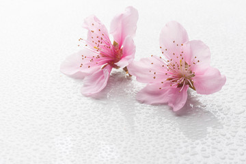two peach flowers on white background with water drops