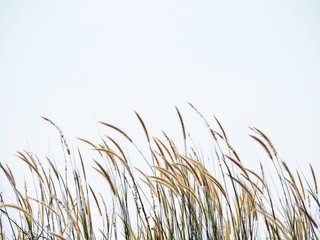 Grass fallowing the wind with white background.