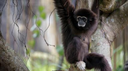 Lar Gibbon is resting on tree branches at the forest. Wild Hylobates Lar
