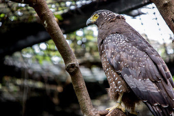 Crested serpent eagle in captivity at zoo. Spilornis cheela