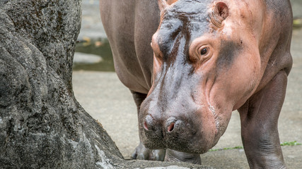 Close-up common hippopotamus walking getting out of water at sunny day