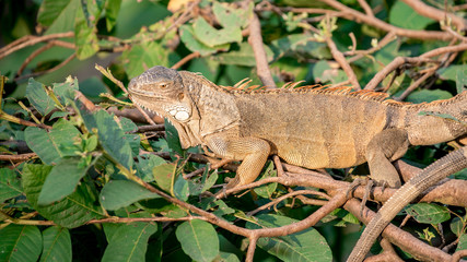 Close up of a huge Green Iguana is standing and resting on branch of tree