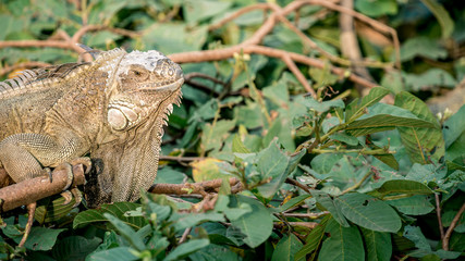 Close up of a huge Green Iguana is standing and resting on branch of tree