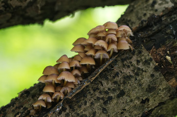 Inedible yellow mushroom Mycena renati grows on the wood. Commonly known as the beautiful bonnet. 