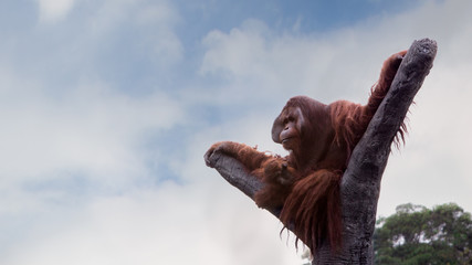 A Bornean orangutan, Pongo pygmaeus, climbed up to the top of the tree with blue sky © REC Stock Footage