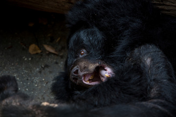 Closeup to the face of an adult Formosa Black Bear lying down on the forest.