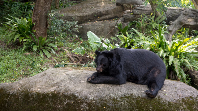 An adult Formosa Black Bear lying down on the rock in the forest