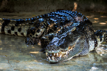 Large freshwater crocodile lying in the pond A place in a farm in Thailand
