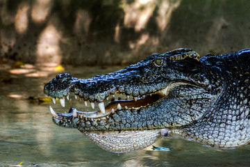 Large freshwater crocodile head lying in a pond, a farm in Thailand