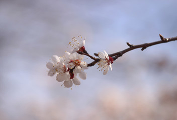 Apricot in bloom