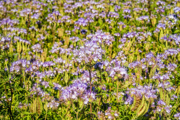 Obraz premium Beautiful violet field of lavender.