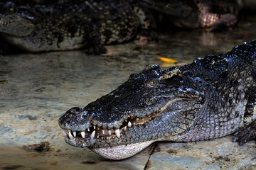 Large freshwater crocodile head lying in a pond, a farm in Thailand