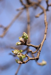 Bud of apple tree flower