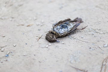 Dead bird on concrete floor