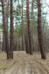 Road in the pine forest in autumn