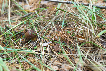 Beautiful edible mushroom in a pine forest