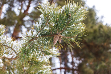 Cone on a branch in winter in a pine forest