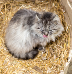 Naklejka na ściany i meble Cute gray cat sits in a cardboard box with hay.