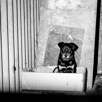Little cute rottweiler puppy in an aviary. Monochrome stylish photo.