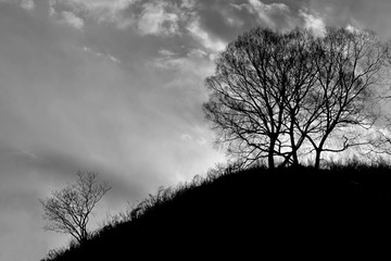 Two lonely standing trees on a hillside against the sky